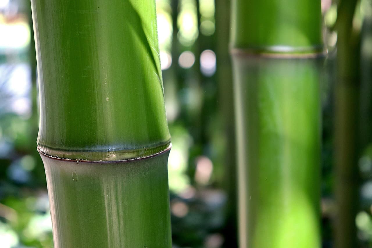 Bambouseraie-Park Générargues