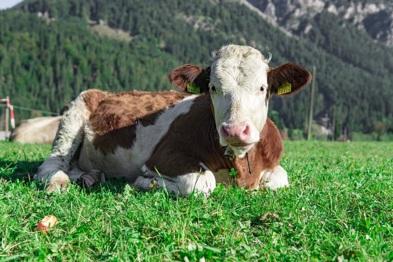 Familienfreundliches Tirol