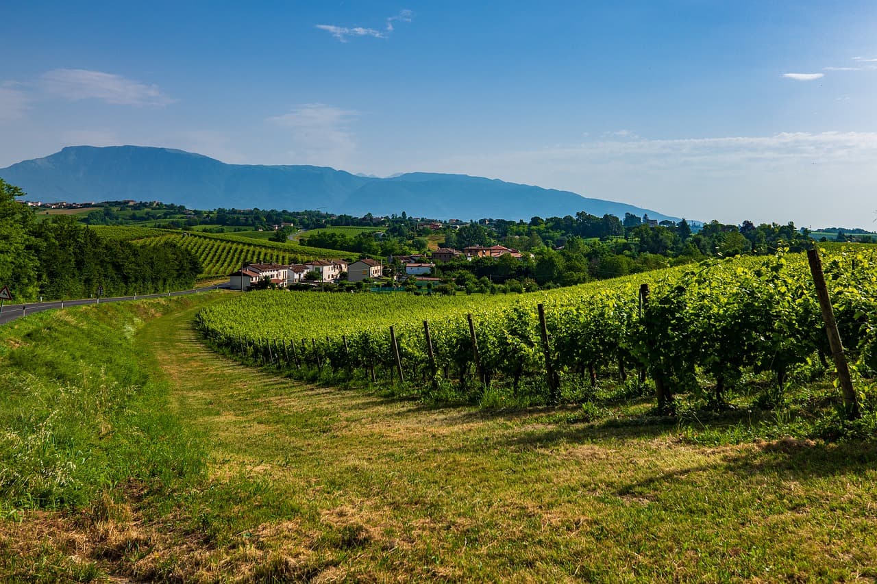 Prosecco-Hügel 