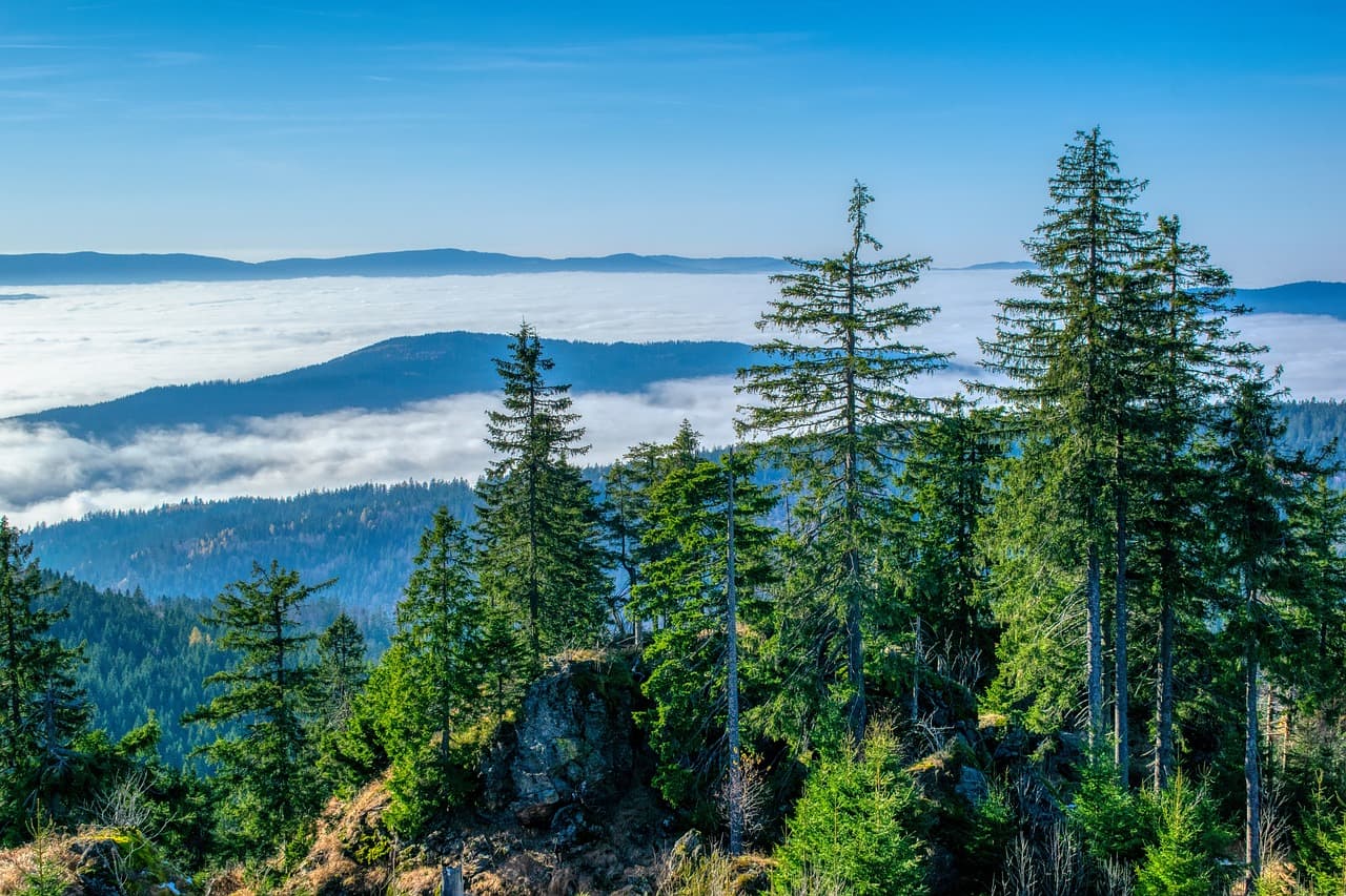 Bayerischer Wald