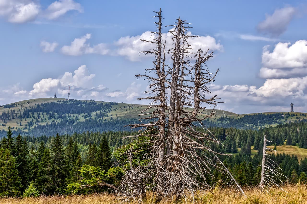 Feldberg