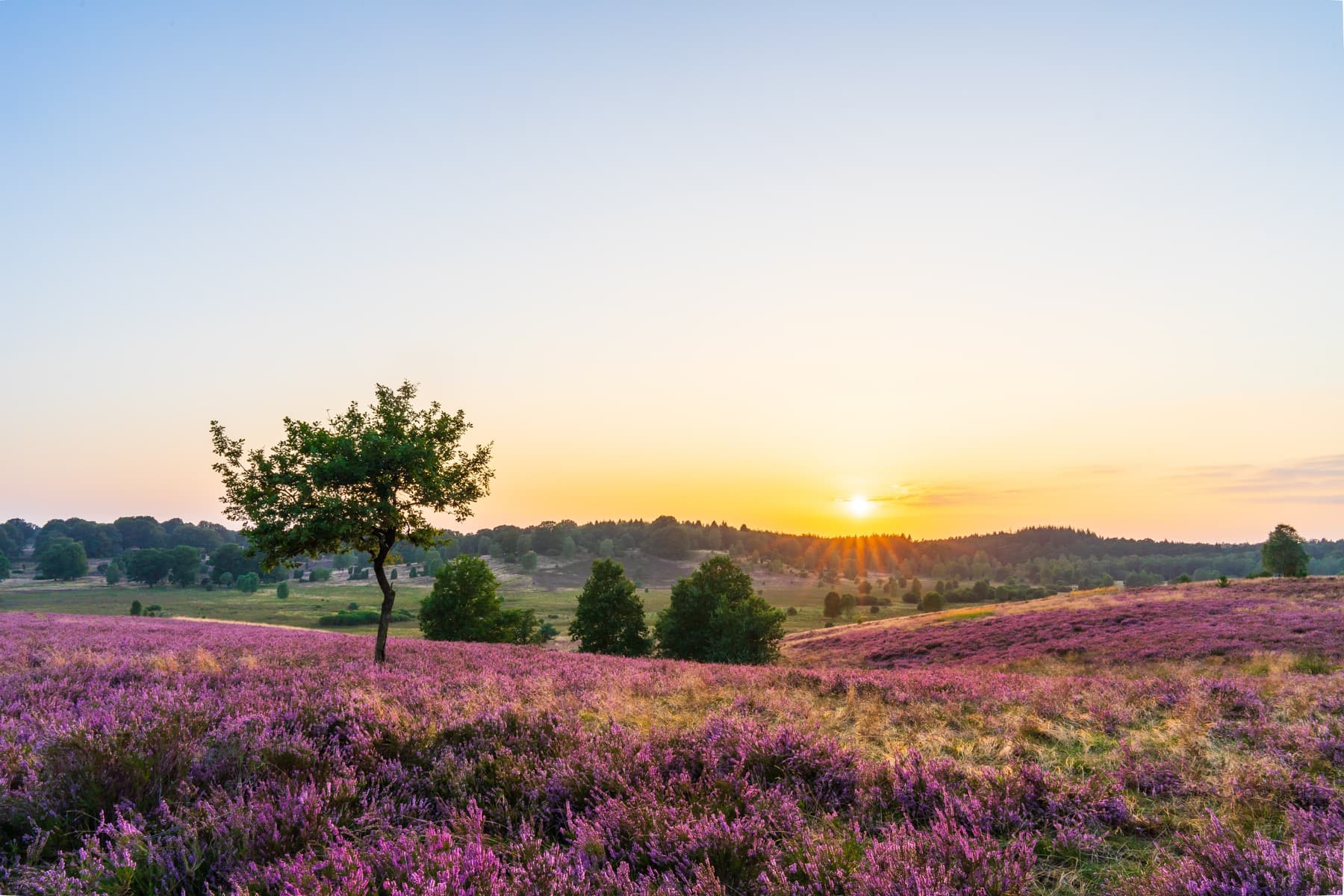 Durch die Lüneburger Heide