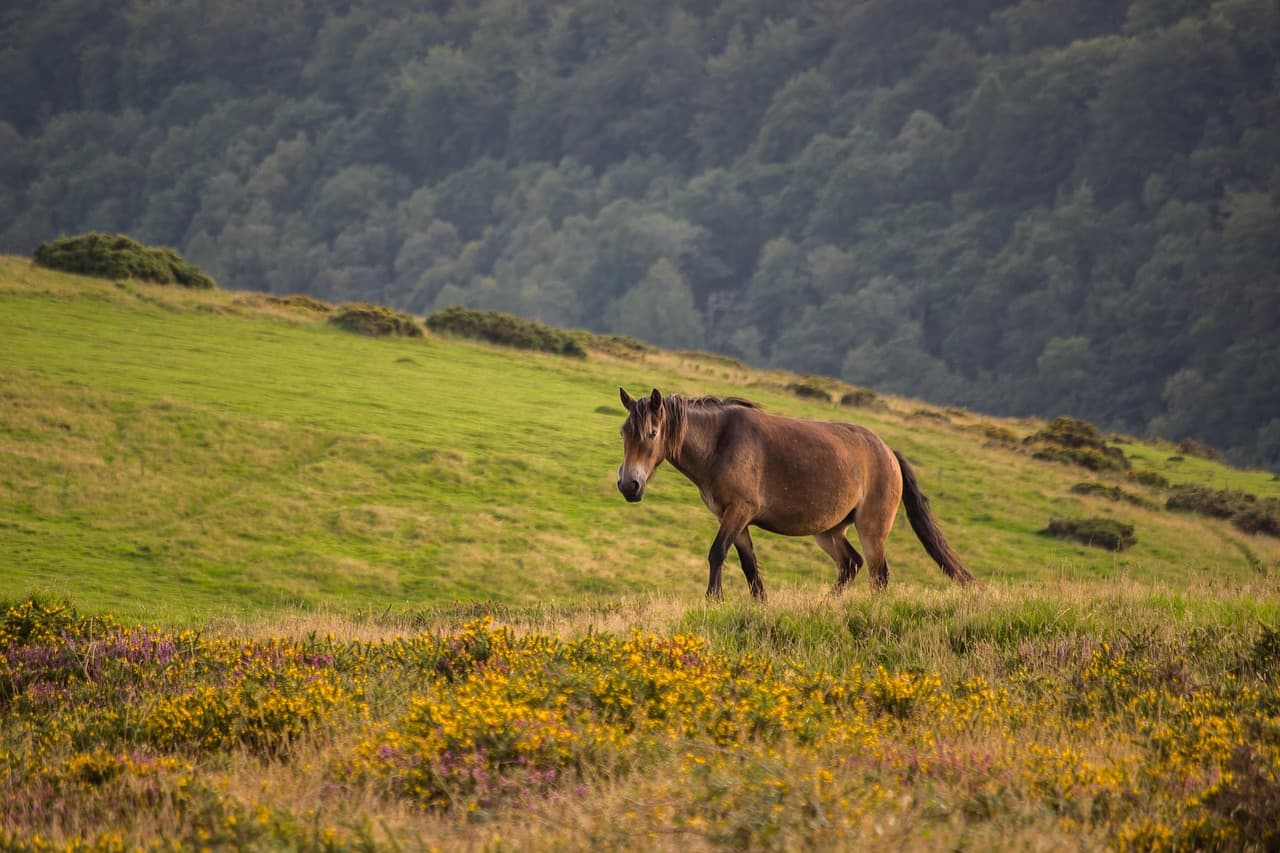 Exmoor Nationalpark