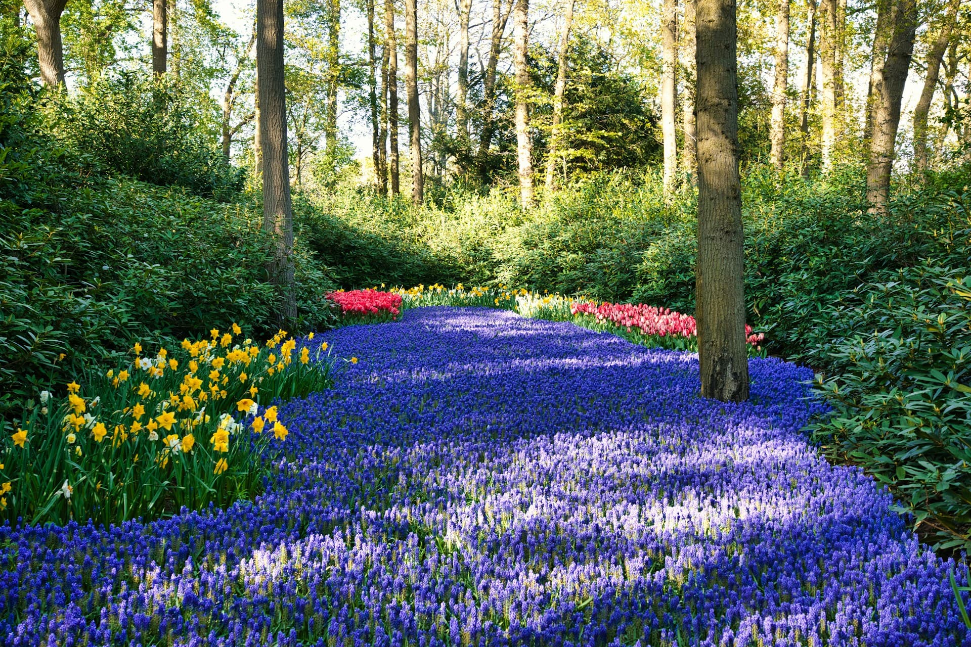 Lisse
