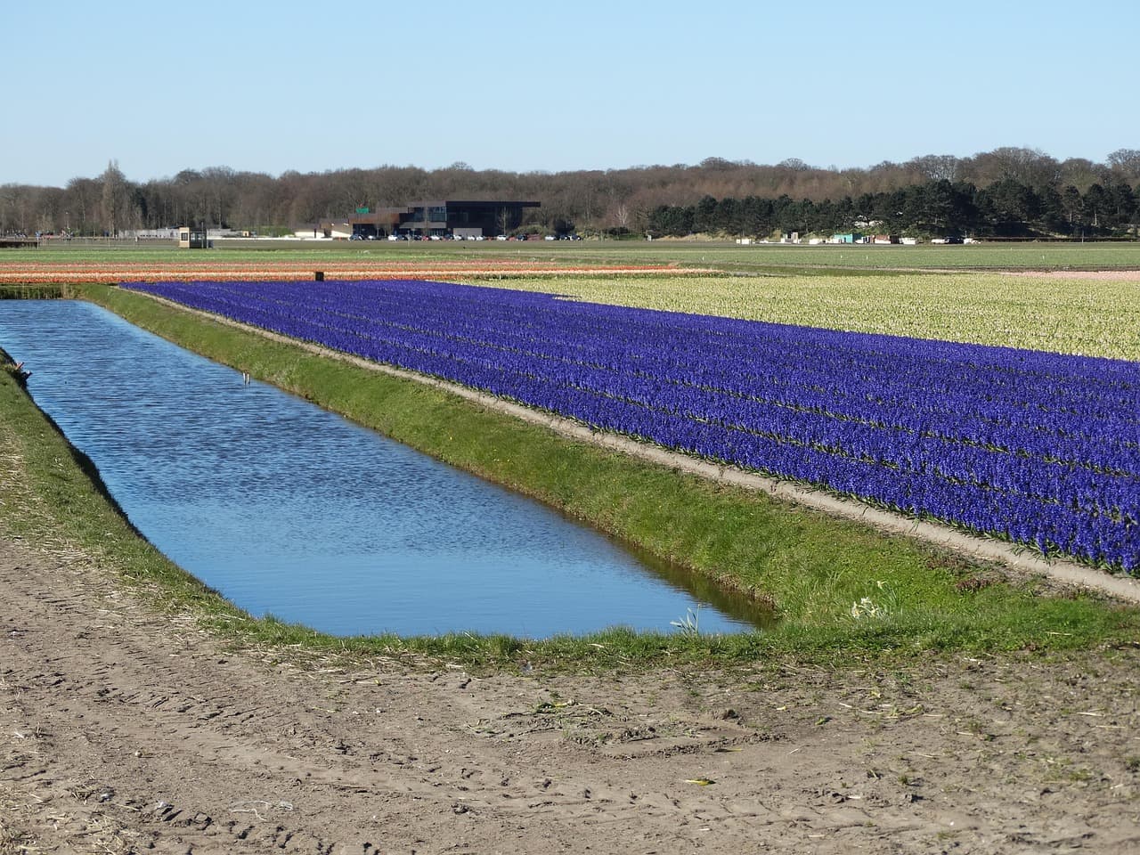 Bollenstreek
